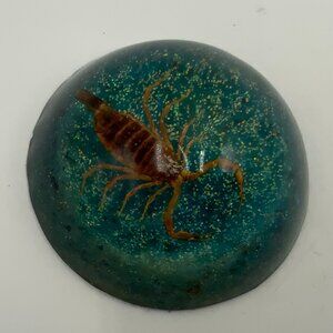 LARGE Scorpion Floating in Round Domed Sparkle Resin, Oddities